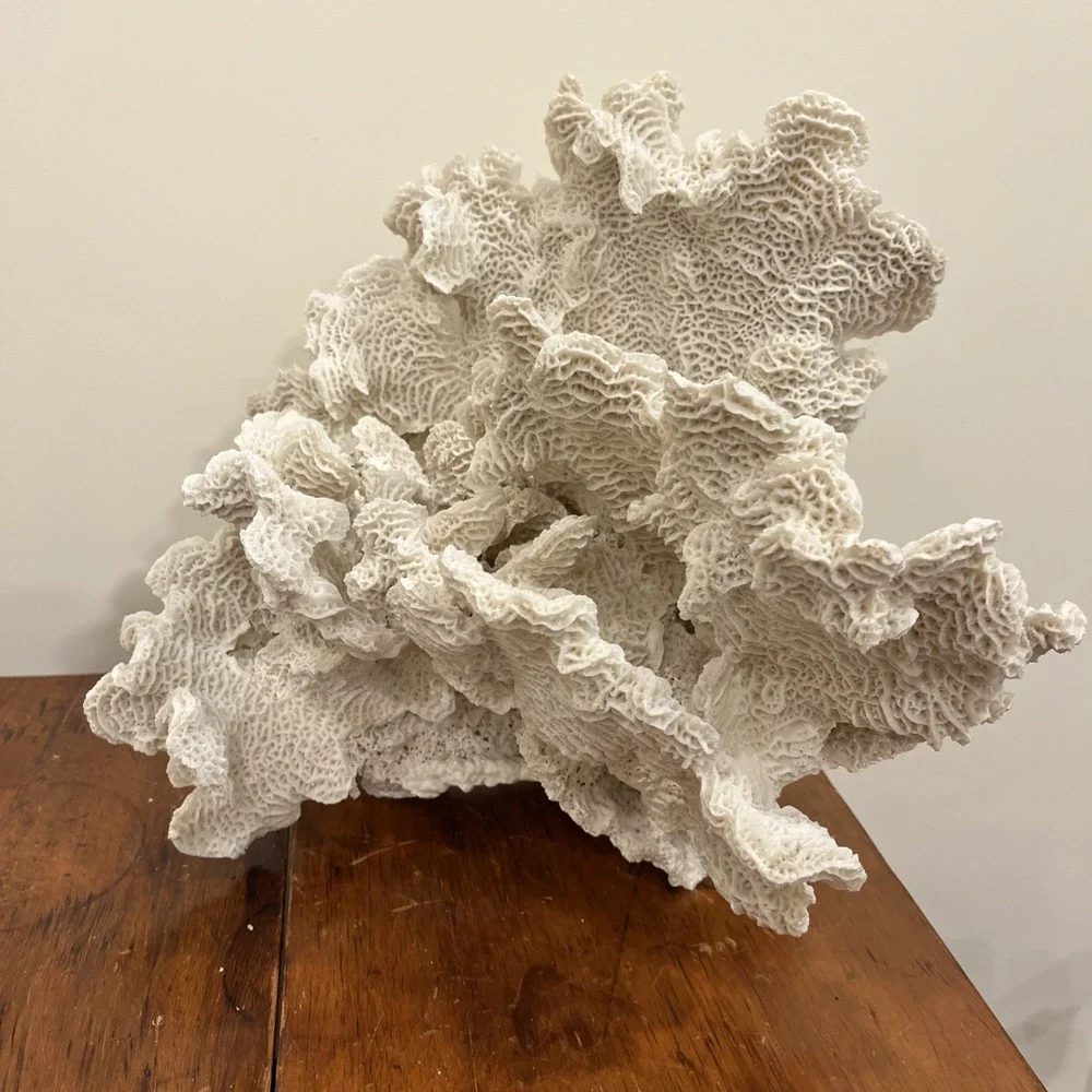 Huge Natural Lettuce Coral Skeleton Reef Specimen Coastal Shelf Decor 14x10.5x8
